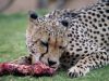 Sawana is dining by Olav Agnar Frogner